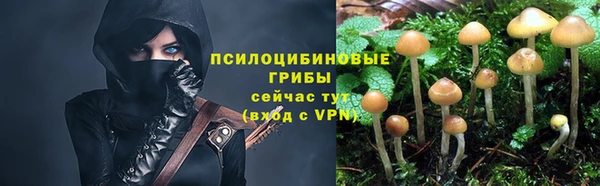 стаф Алзамай